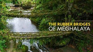 The Rubber Bridges of Meghalaya | India from Above | National Geographic