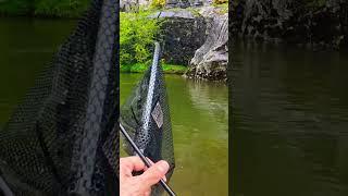 High mountain fishing #troutfishing #fisherman #fishing #sportfishing