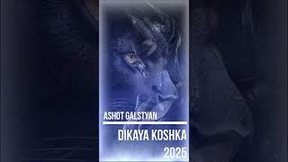 ASHOT GALSTYAN - Дикая Кошка 2025 #ashot #galstyan  #music #2025 #new