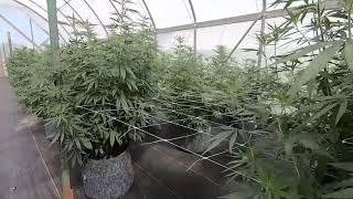 AGect Growing Hemp in Kansas with Jason Griffin 22 Aug 2019