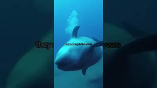 Reunited with Dolphin #shorts #gratitude  #dolphin