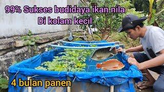 99% SUKSES BUDIDAYA IKAN NILA KOLAM KECIL 4 bulan panen tebar padat