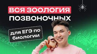 ВСЯ ЗООЛОГИЯ ПОЗВОНОЧНЫХ ДЛЯ ЕГЭ ПО БИОЛОГИИ | NeoFamily