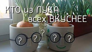 Лук на подоконнике. В земле или на воде? Свой против магазинного