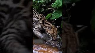 UNSEEN! Rare Amazon Rainforest Animals #shorts