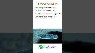 MITOCHONDRIA | Powerhouse of the Cell | 1-minute Biology | BioLearn #shorts #youtubeshorts