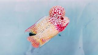 Top 15 Most Beautiful Golden Base King Kamfa Flowerhorn Fish