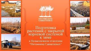 Подготовка растений с закрытой корневой системой к зиме