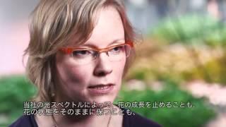 Valoya Research  How Valoya LED Lights Control and Enhance Growth  with Japanese subtitles