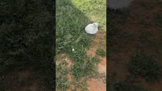 Cat video cat hunting butterfly #cat #persian #butterfly 
