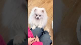 The dog tricked the mother!#nico #smartnico #funny #fyp #pets