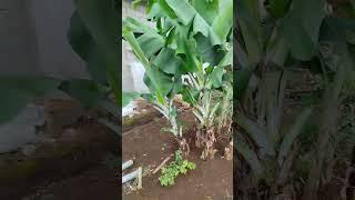 Pisang cavendish 5 bulan #farming #cavendish #pisang #pertanian