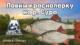 Ловим красноперку / р. Сура / Русская рыбалка 4 / #рр4