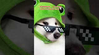 Send this to your Bestie ️ #funny #tiktok #cutedog #cute #samoyed #dogshorts ib:lukefranchina