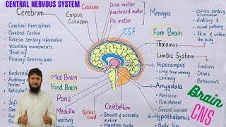 Human brain structure and function | central nervous system