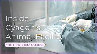 Inside Cyagen's Animal Facility: Mice Cage Packaging & Shipping Process | Cyagen