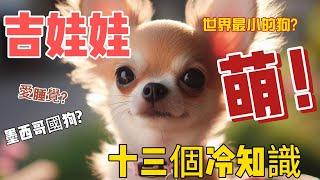 The cold facts and mysterious history of Chihuahuas that you don’t know!