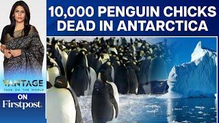 Why Did 10,000 Emperor Penguin Chicks Die in Antarctica? | Vantage with Palki Sharma