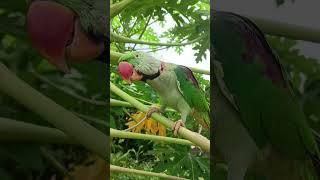 a mithu ️ #parrot #talkingparot #birds #nonstoptalkingparrot #talkingparrot #mithukibatain #funny