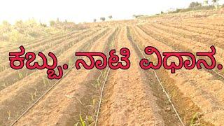 Kabbu Nati Vidhana .How to growths sugar cane plant methods