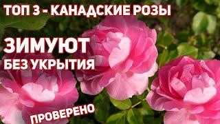 ТОП 3 - самых покупаемых канадских роз. Перезимуют в любом регионе, даже без укрытия.