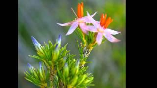 Australian Flora HD 1080