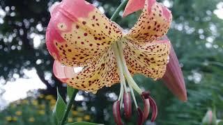 Lilium 'Fusion'