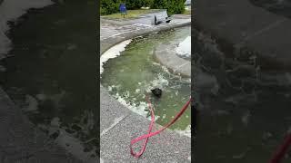 Malinois puppy Ingrid jumps into a fountain