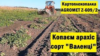 Копаєм арахіс сорт "Валенція" польською картоплекопалкою AGROMET Z-609/2