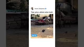 Tüm planı alt üst eden kedi #cats #catshorts