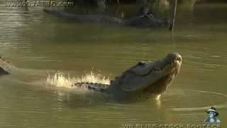 American Alligator Bellowing 09