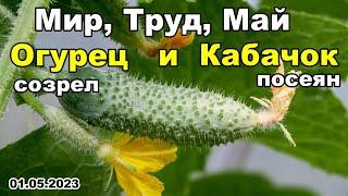 ПЕРВЫЙ урожай. Мир, Труд, Май, Огурец и Кабачок | 1 мая 2023 г.