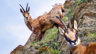 Chamois- The Goat-Antelope of European Mountain