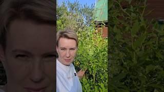 Голубика с меня ростом | ждем проект #ташамуляр