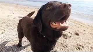 Лабрадор - ретривер. Особенности породы/Labrador Retriever. Breed features