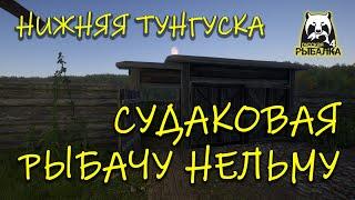 Русская рыбалка 4. рр4. Нижняя Тунгуска. Бью Нельму.