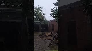 kashmir goat farm per barish k khubsorat manazar 12/07/24