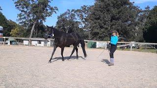 The BEST way to improve your horse's 'Go' aid using ground work