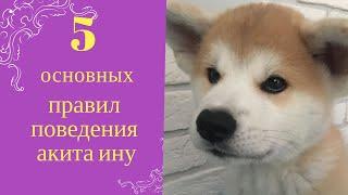 5 ОСНОВНЫХ ПРАВИЛ ДЛЯ АКИТА ИНУ! ДОЛЖЕН ЛИ ЩЕНОК СЛУШАТЬСЯ?