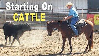 Horse Training - Starting On Cattle... Cutting - Reined Cow Horse - Ranch Versatility