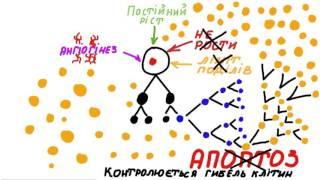 Що таке рак простати