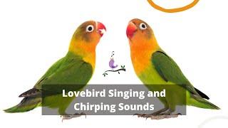 African love birds singing LoveBird sound