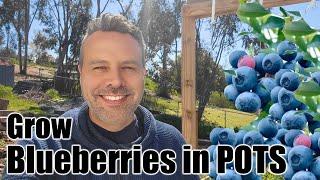 How to Plant Blueberries In.a Container