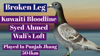 Bird No.3 | Broken Leg Kuwaiti Bloodline Of Syed Ahmed Wali'sLoft | Racing Pigeons | Racer Kabutar