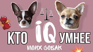 У МЕНЯ ГЛУПЫЕ СОБАКИ?? | Проверяем IQ моих собак | Кто умнее?