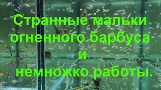 Странные мальки огненного барбуса и немножко работы.