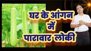 लोकी | bottle gourd | દૂધી | घर के आंगन में यौगिक ऑर्गेनिक लोकी | દૂધી ના ચમત્કારી ફાયદાઓ #loki