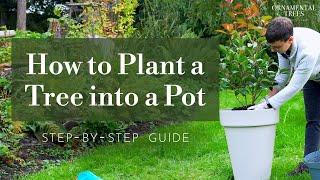 How to Plant a Tree into a Pot or Container (Step-by-Step Guide) | Tree 101