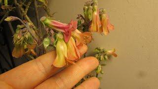 My Mother of Thousands Succulent Plants in Flower - Bryophyllum, Mexican Hat Plant, Alligator Plant