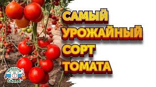 САМЫЕ УРОЖАЙНЫЕ ТОМАТЫ - серия томатов Спрут/ Компания СеДеК